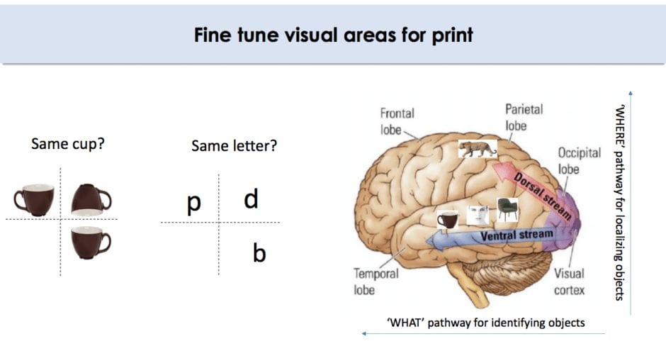 Brain fine tunes visual areas for print