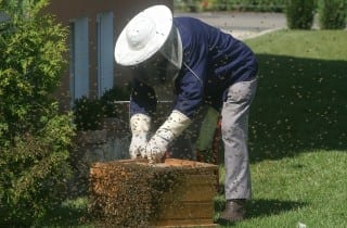 Building a Youth Beekeeping Program