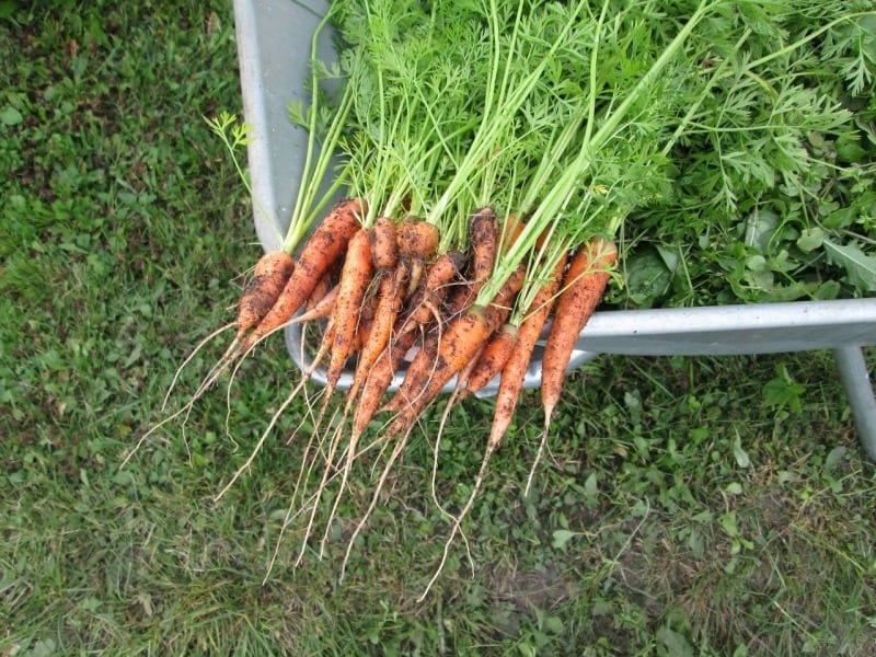 carrots-170477_1280